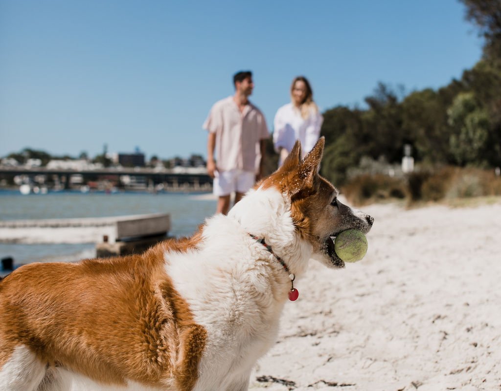 Pet-friendly holidaying: How to make sure your pet approves Image