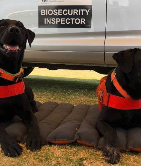 Willow and Cola in front of car that reads 'Biosecurity Inspector' Image