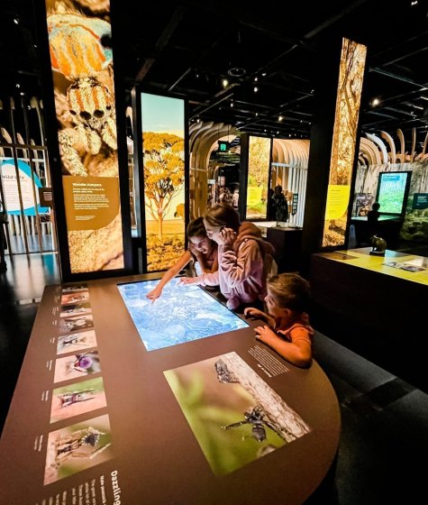Excited children look at WA Museum Exhibits together Image