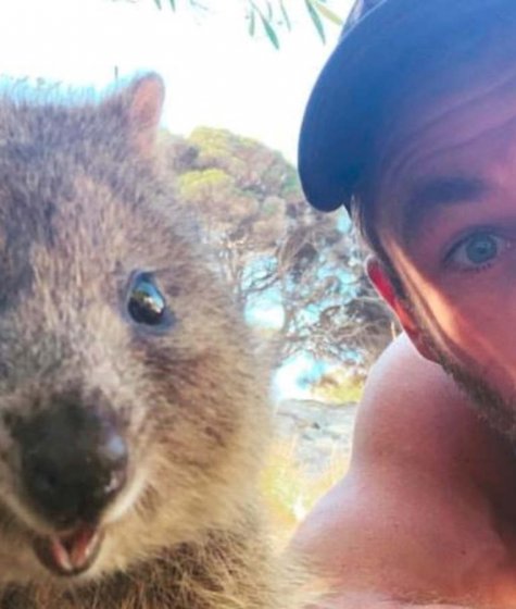 Chris Hemsworth with a quokka on Rottnest Island Image