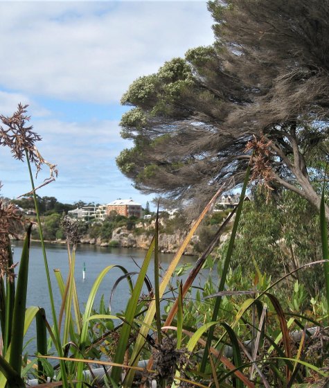 Rocky Bay Trail river view from bushland Image