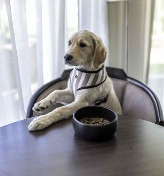 A puppy sits at the table to eat their food