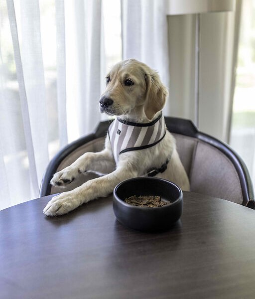 Pet Friendly Hotel Perth Pier 21 Apartment Hotel Fremantle WA