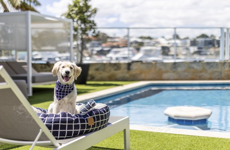 Labrador sitting by the pool at Pier 21