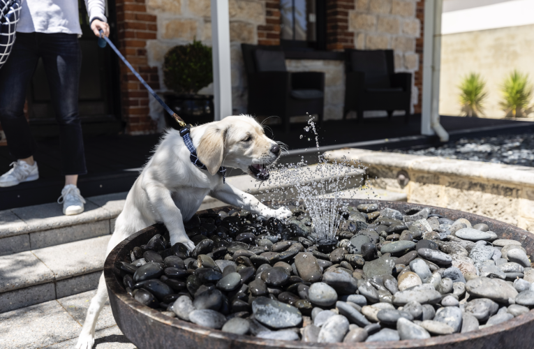dog drinking from fountain at Pier 21