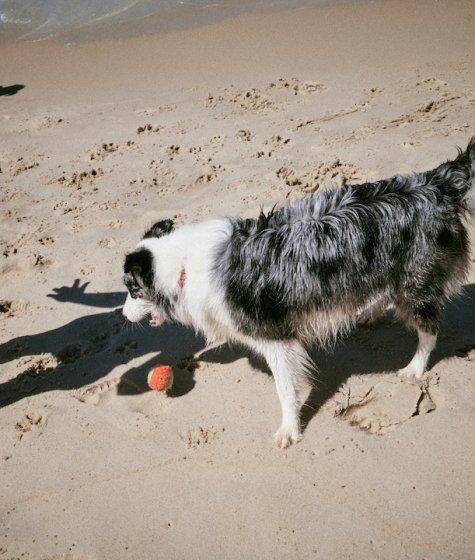 An Australian Shepard waiting for its ball to be picked up out the sand and thrown along the beach Image